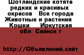 Шотландские котята редких и красивых  окрасов - Все города Животные и растения » Кошки   . Иркутская обл.,Саянск г.